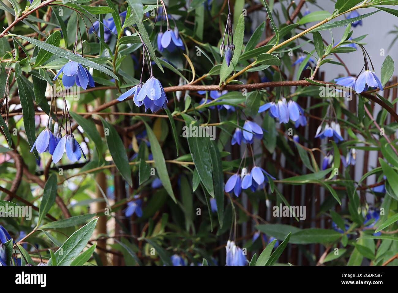 Sollya / Billariera heterophylla bluebell Creeper – hängende, gestielte Blütenstände hellblauer glockenförmiger Blüten, Juli, England, Großbritannien Stockfoto