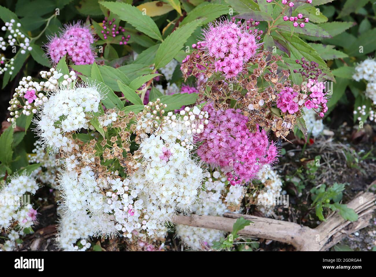 Spiraea japonica ‘Shirobana’ oder ‘Genpei’ japanische Spirea Shirobana – dichte Cluster rosa-weißer, salverförmiger Blüten und mittelgrüner Lanze Stockfoto