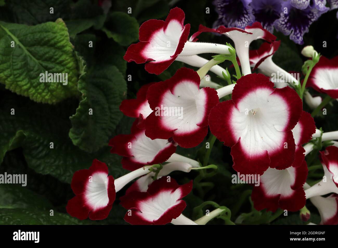 Streptocarpus ‘Roulette Cherry’ Cape Primrose Roulette Cherry – weiße, flach gestrichelte Blüten mit tiefroten Rändern und weißem röhrenförmigen Boden, Juli, Großbritannien Stockfoto