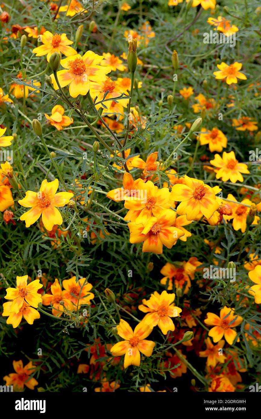 Tagetes tenuifolia ‘Golden Gem’ Signet Ringelblume Golden Gem – goldgelbe Blüten mit orangefarbenen Markierungen und eingekerbten Blütenblättern, Blütenkrone aus Orange Stockfoto