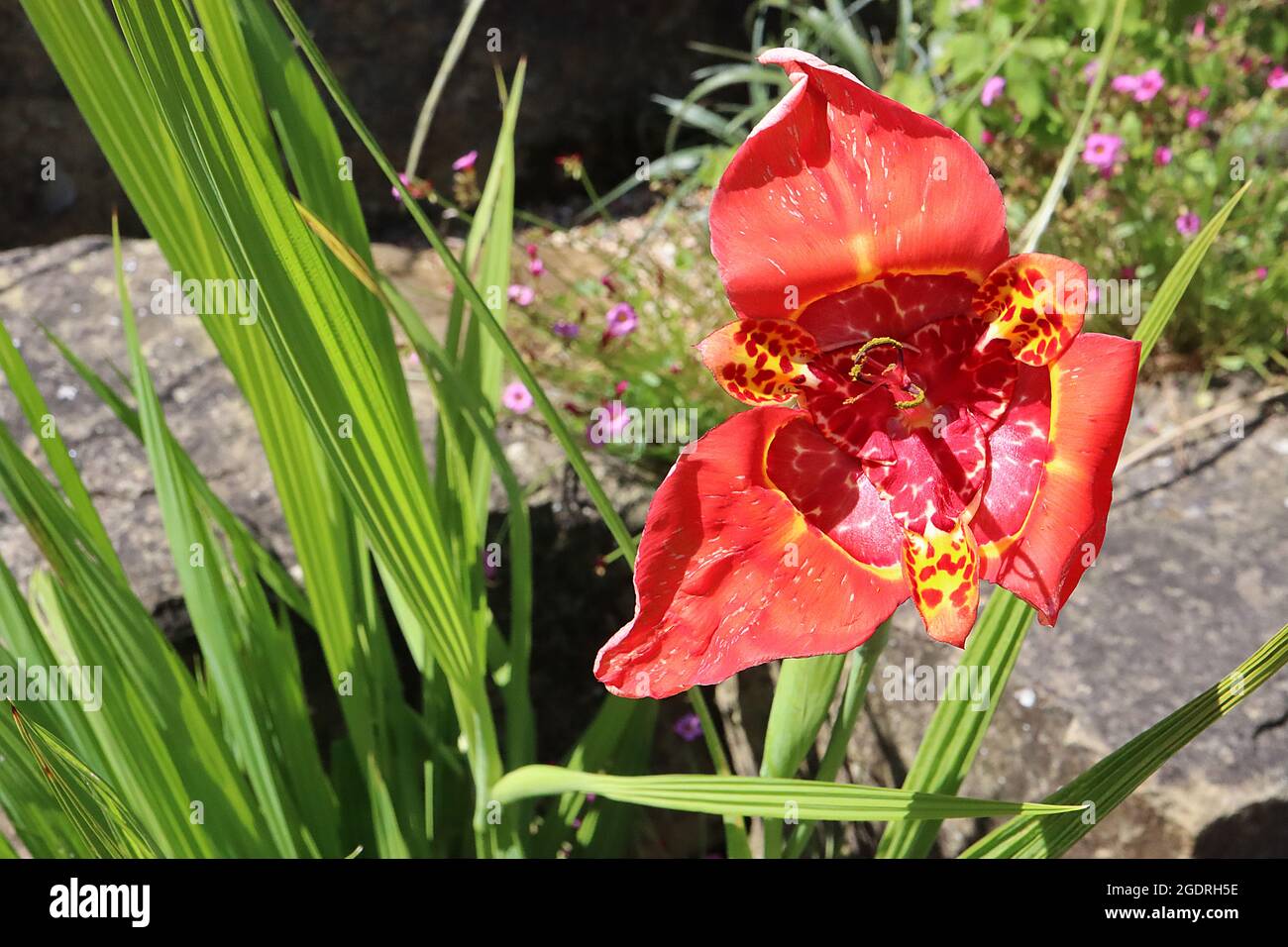 Tigrida pavonia ‘Speciosa’ Pfau Tiger Flowers Speciosa – scharlachrote Blüten mit drei großen und drei inneren, gelben Fleck Stockfoto