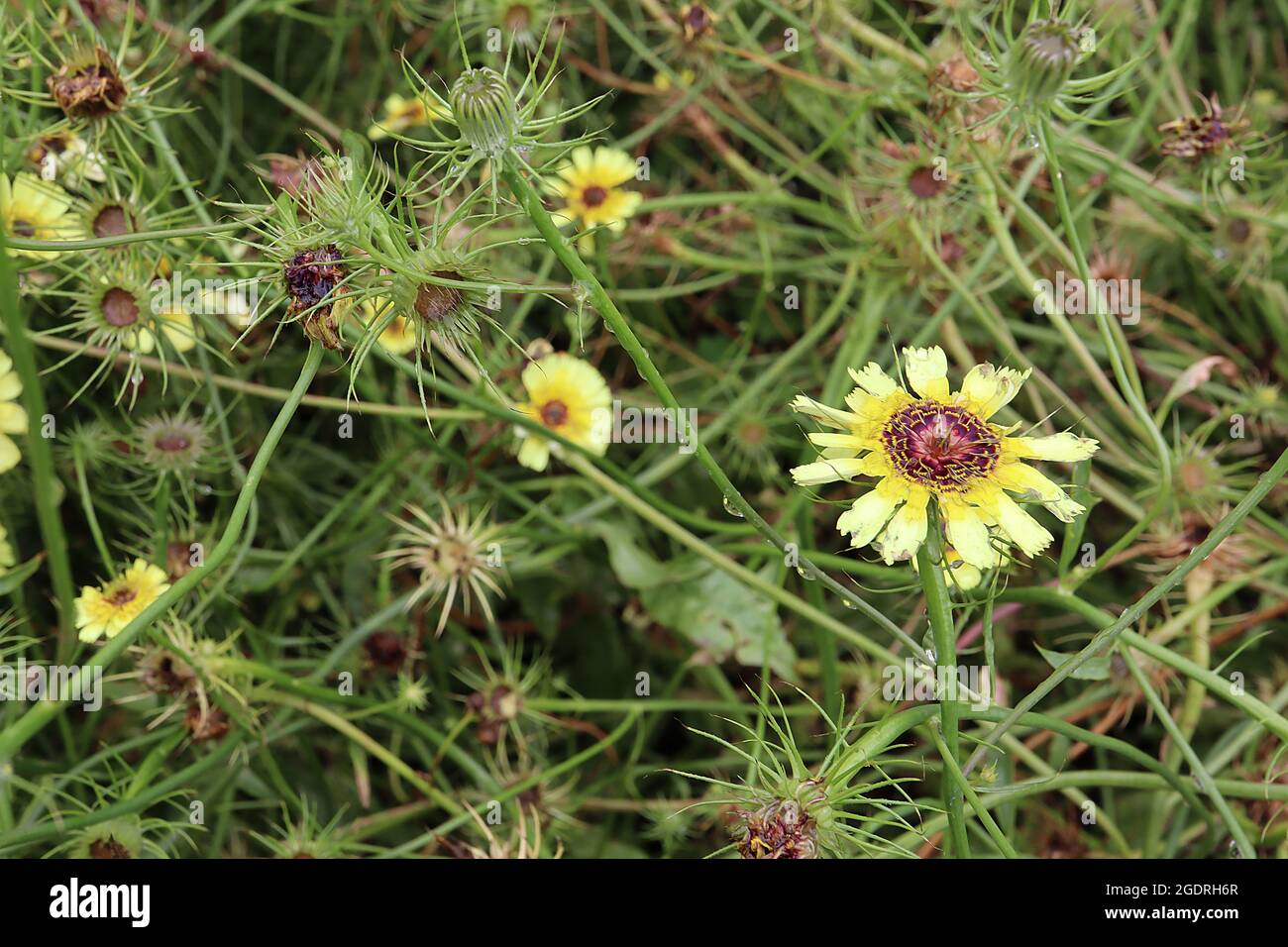 Tolpis barbata Europäische Regenschirmmilchkraut – hellgelbe Blüten mit paintbrushähnlichen Blütenblättern, innere Blütenblätter purpurrot mit gelben Spitzen, Juli, England, Großbritannien Stockfoto