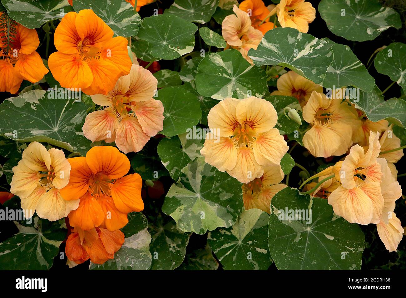 Tropeolum majus ‘Alaska Salmon’ und ‘Apricot’ Nasturtium Alaska Salmon und Apricot Stockfoto