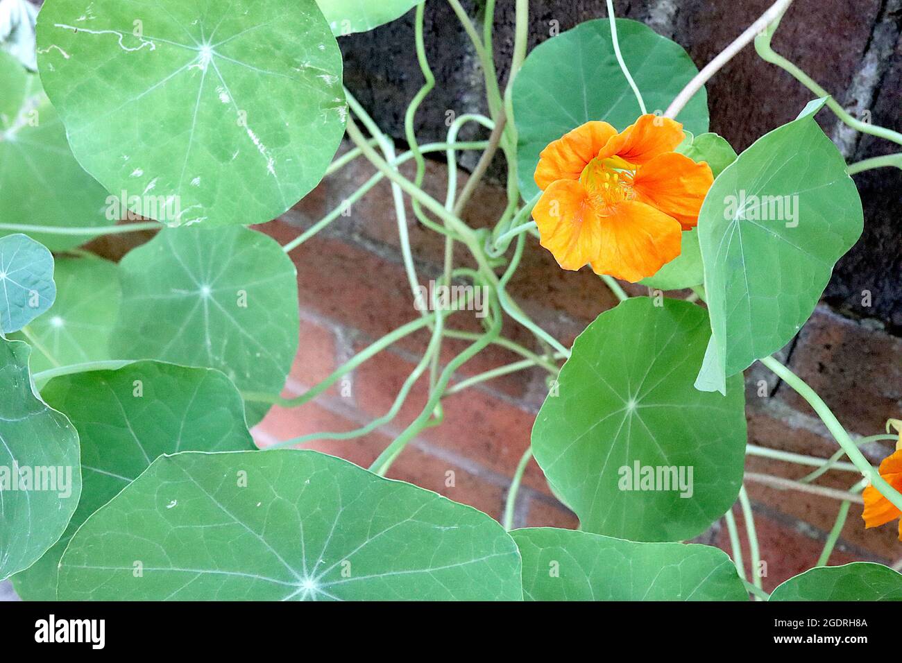 Tropeolum ‘Whirlybird Series’ Kapuzinerkresse Whirlybird Series – trichterförmige orangefarbene Blüten mit braunen und orangefarbenen Adern, kreisförmigen grünen Blättern, Juli, Stockfoto