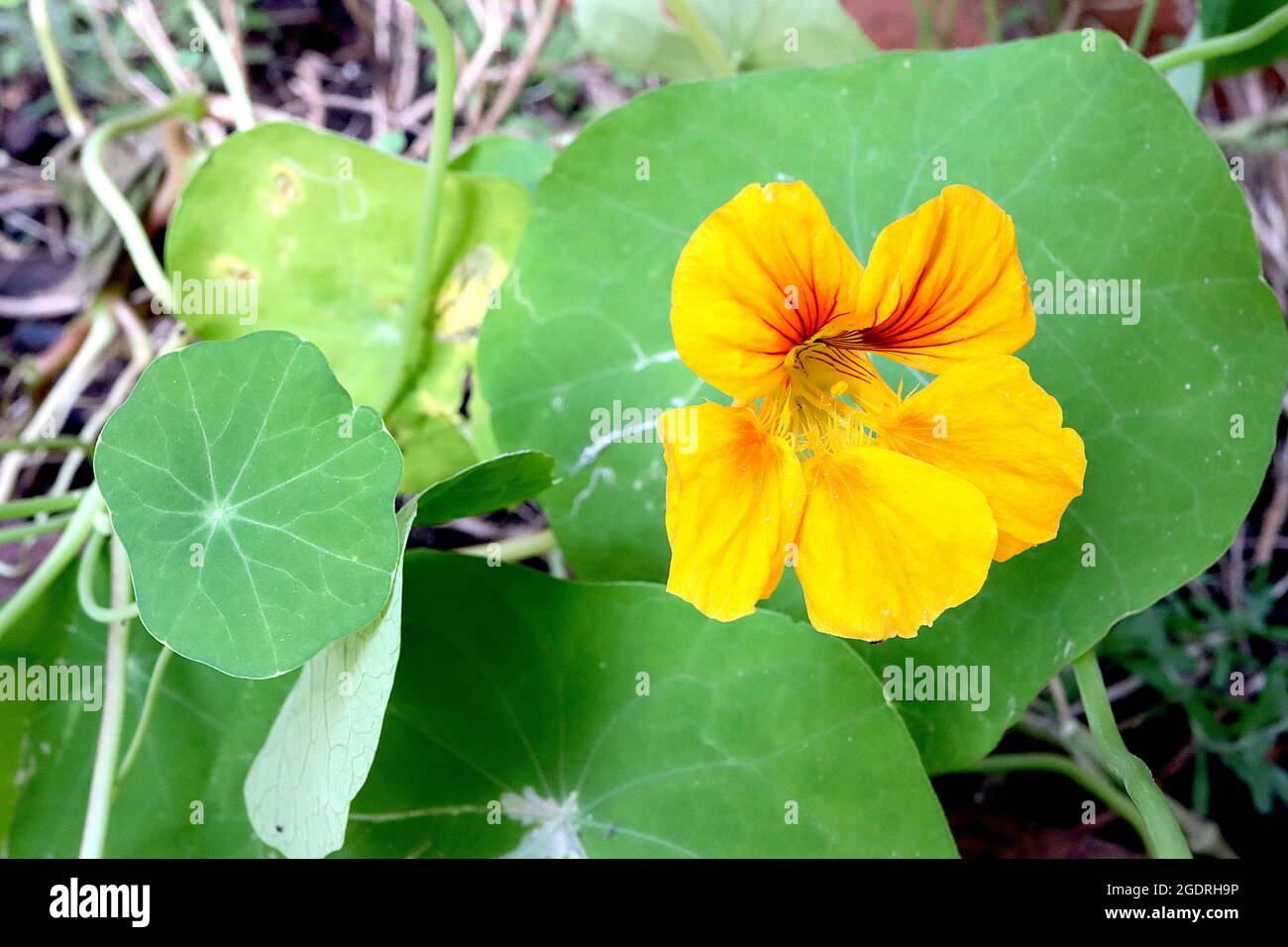 Tropeolum ‘Whirlybird Series’ Kapuzinerkresse Whirlybird Series - trichterförmige gelbe Blüten mit braunen und orangen Blotchgängen, kreisförmigen grünen Blättern, Stockfoto