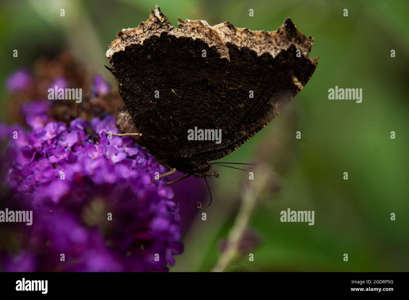 Ein traurender Mantel Schmetterling auf einer lila Wildblume. Nymphalis antiopa Stockfoto
