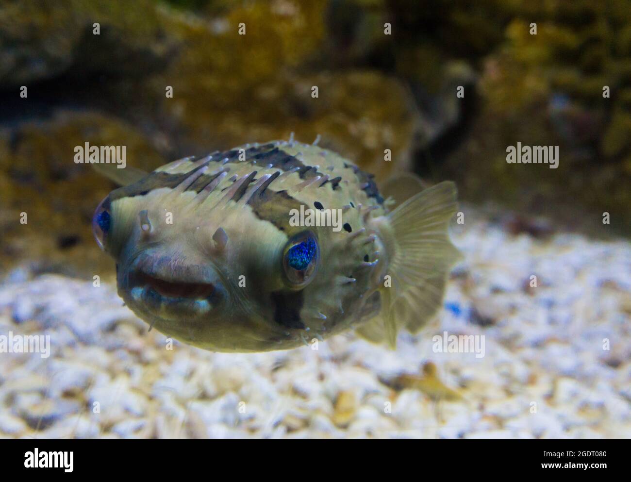 Abgestreifte farbige Kugelfische Stockfoto