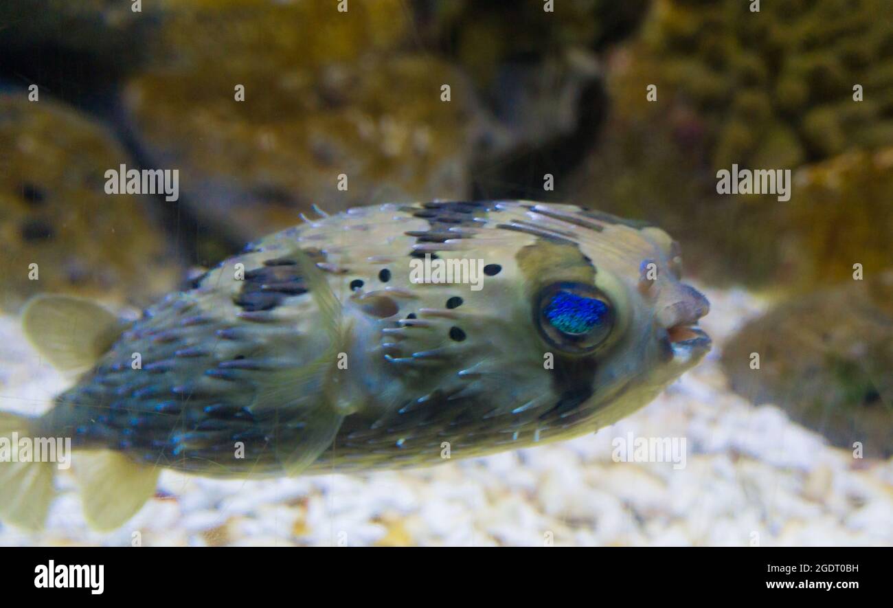 Abgestreifte farbige Kugelfische Stockfoto