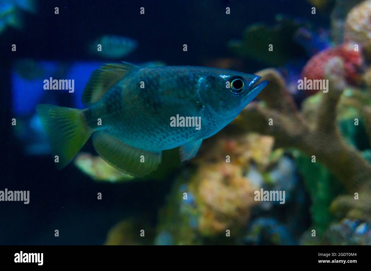 Salzwasserfische im Aquarium Stockfoto