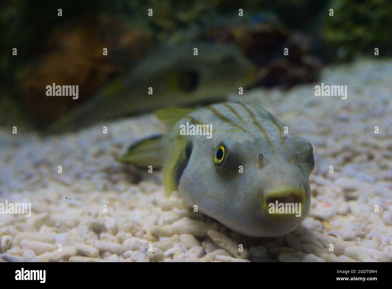 Abgestreifte farbige Kugelfische Stockfoto