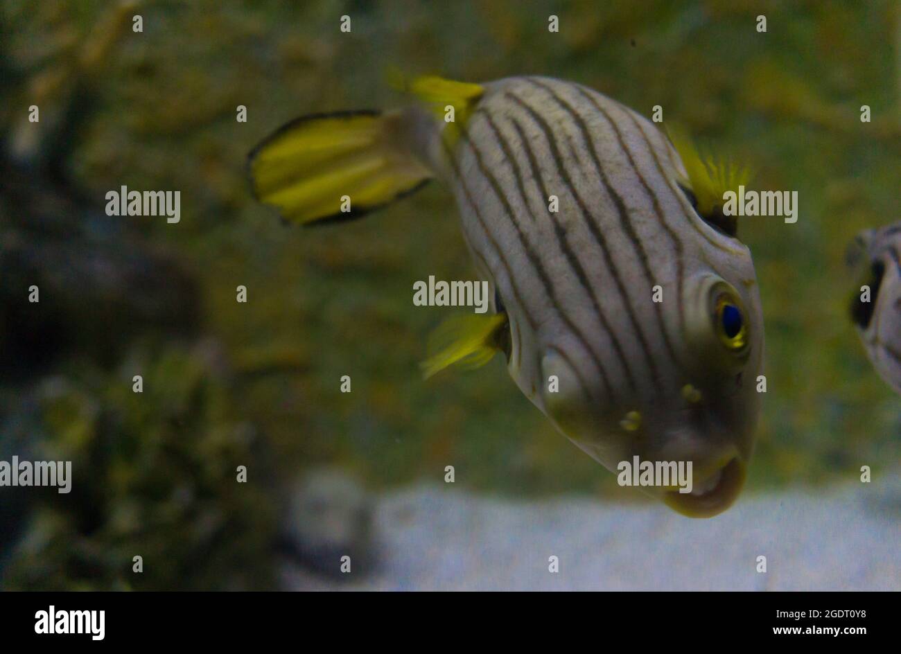 Abgestreifte farbige Kugelfische Stockfoto