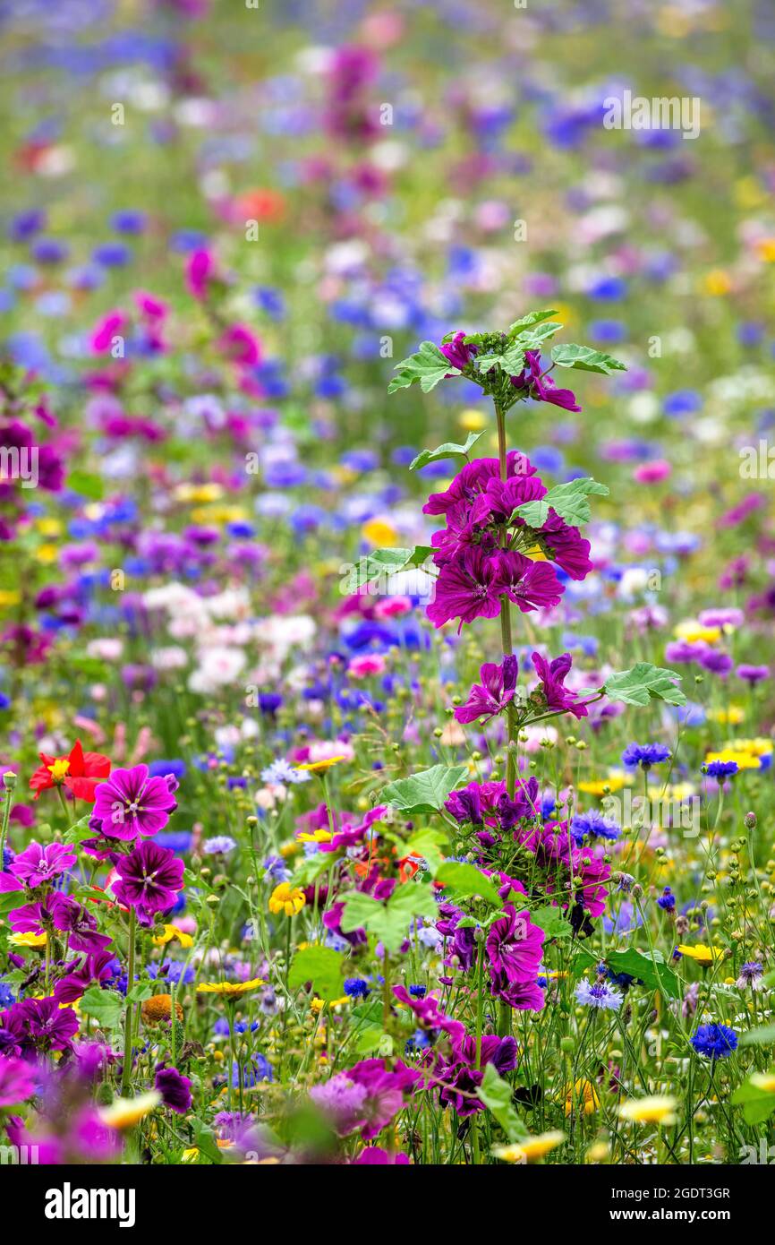 Niederlande, Warffum, Wildblumen zur Bodenanreicherung. Stockfoto
