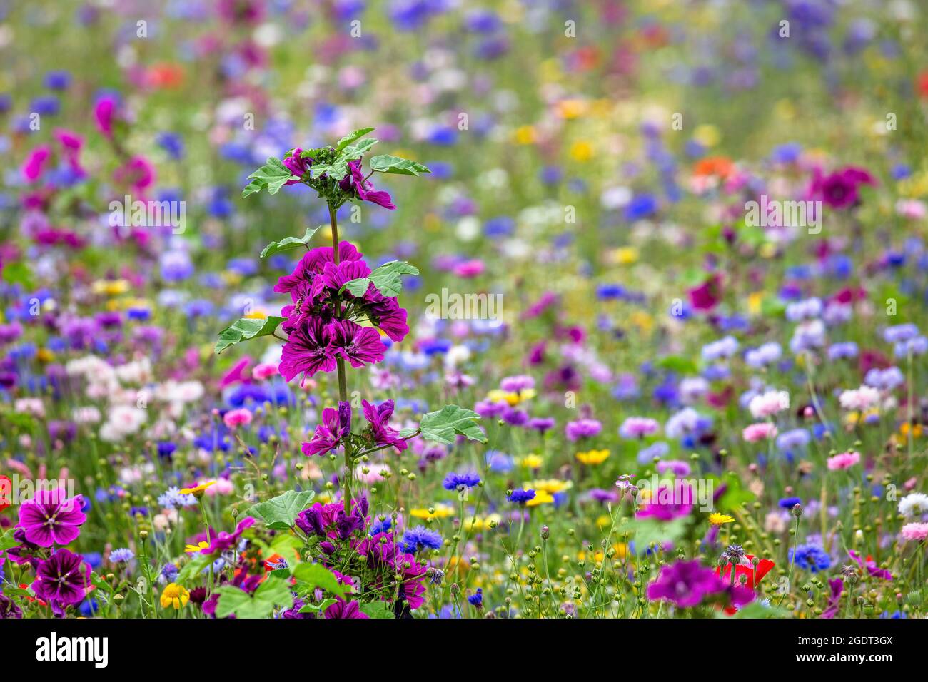 Niederlande, Warffum, Wildblumen zur Bodenanreicherung. Stockfoto