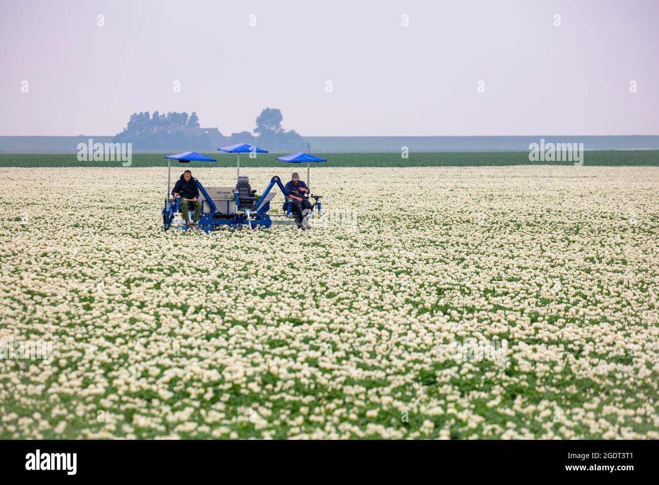 Niederlande, Warffum, blühende Kartoffelfelder. Landwirtschaftliche Arbeiter, die ein Kartoffelfeld kontrollieren, auf der Suche nach kranken Exemplaren. Landwirte kontrollieren das Virus. Stockfoto