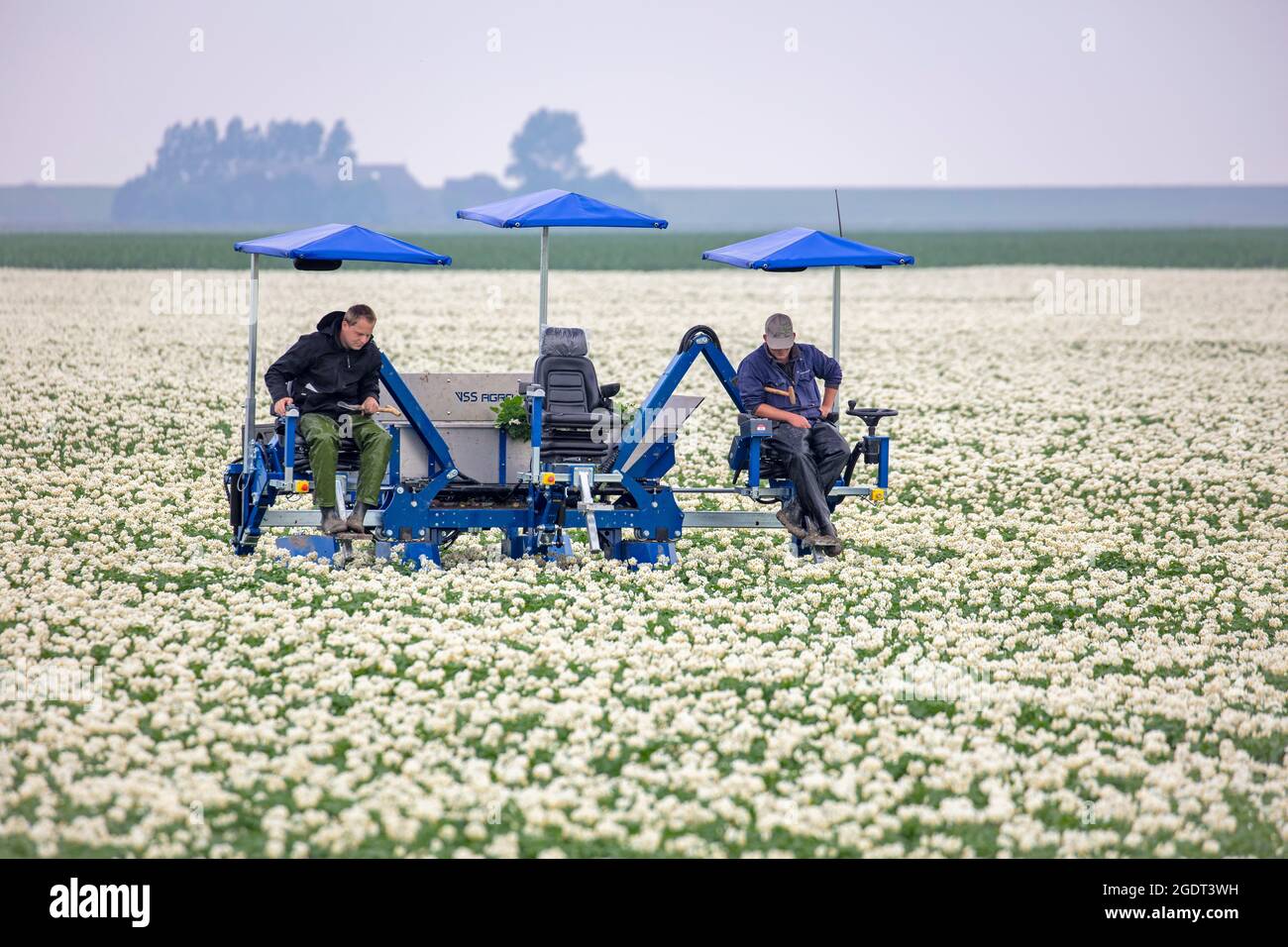 Niederlande, Warffum, blühende Kartoffelfelder. Landwirtschaftliche Arbeiter, die ein Kartoffelfeld kontrollieren, auf der Suche nach kranken Exemplaren. Landwirte kontrollieren das Virus. Stockfoto