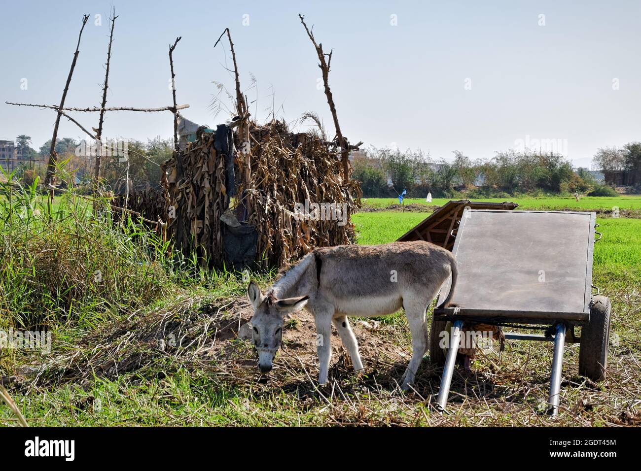 Esel mit Kutsche auf dem Bauernfeld in Luxor, Ägypten Stockfoto