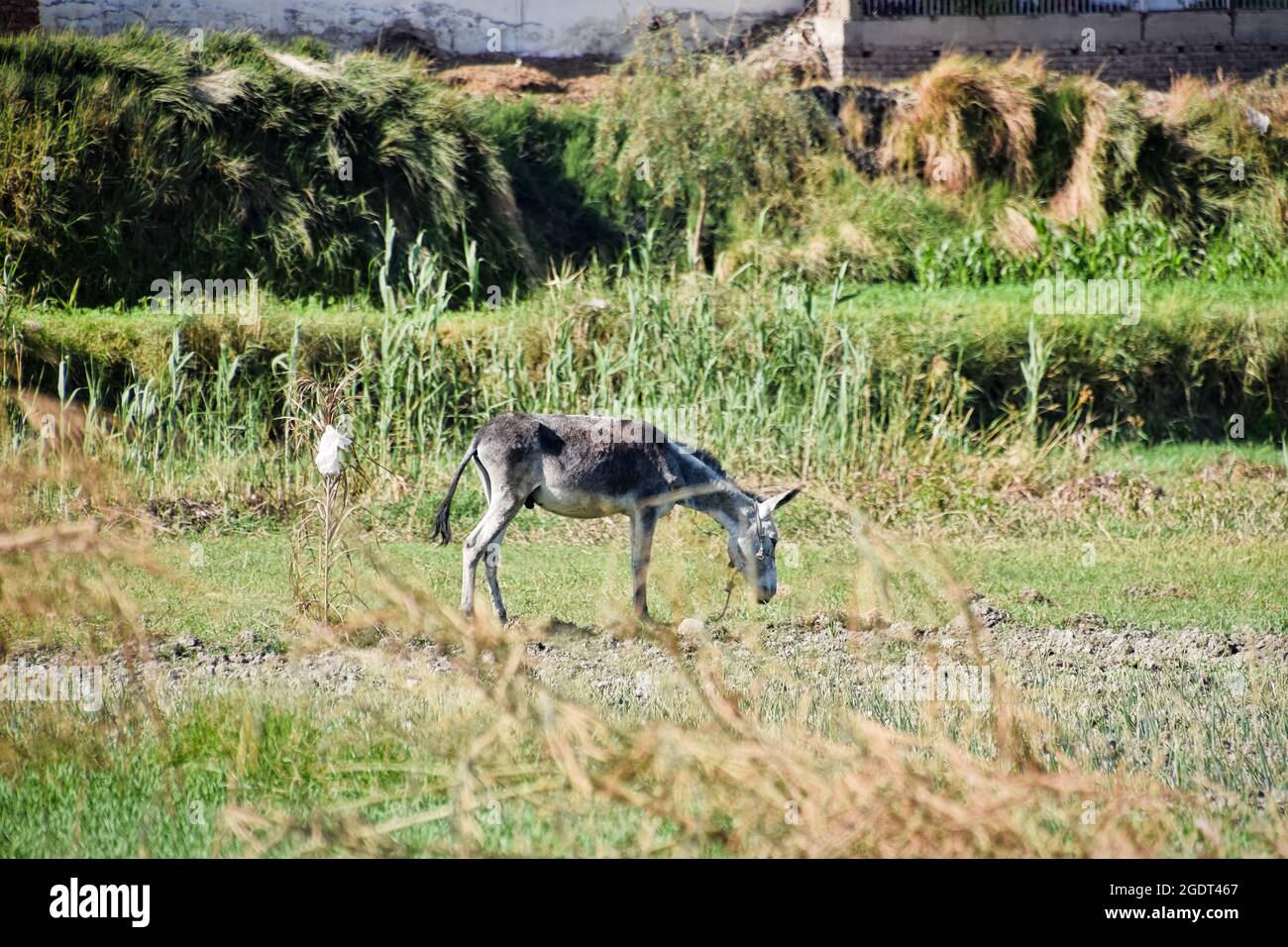 Esel auf dem Bauernfeld in Luxor, Ägypten Stockfoto