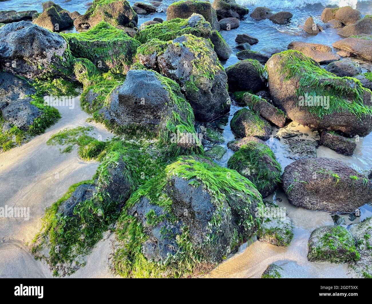 Auf glatten Felsen, die an einem Strand in Lahaina, Maui, Hawaii, gefunden werden, wächst reiches, dickes Meeresmoos. Stockfoto
