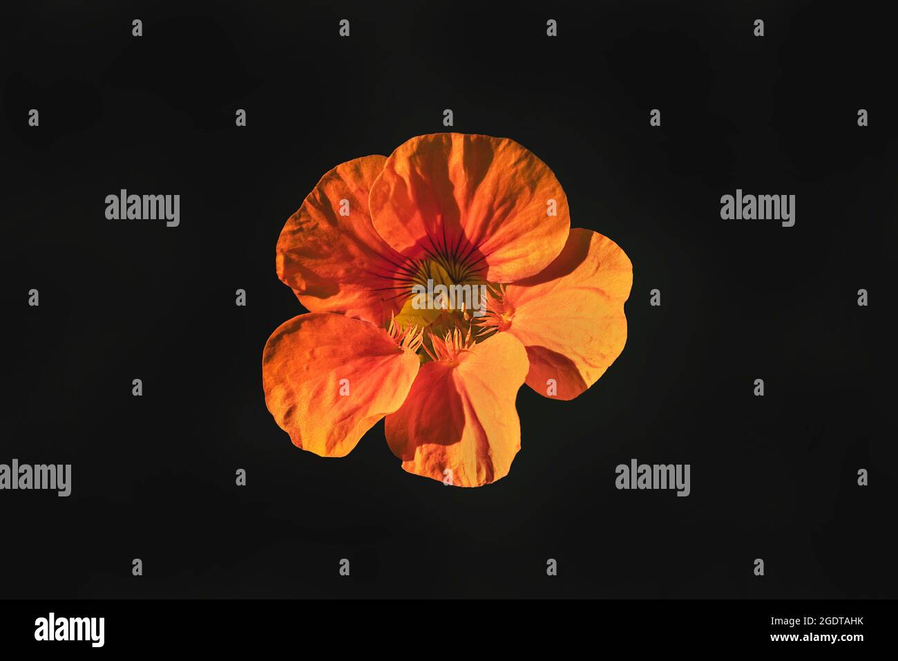 Eine isolierte, orange-gelbe und schwarze Kapuzinerkresse Tropeolum majus-Blüte, die auf einem schwarzen Hintergrund zentriert ist Stockfoto