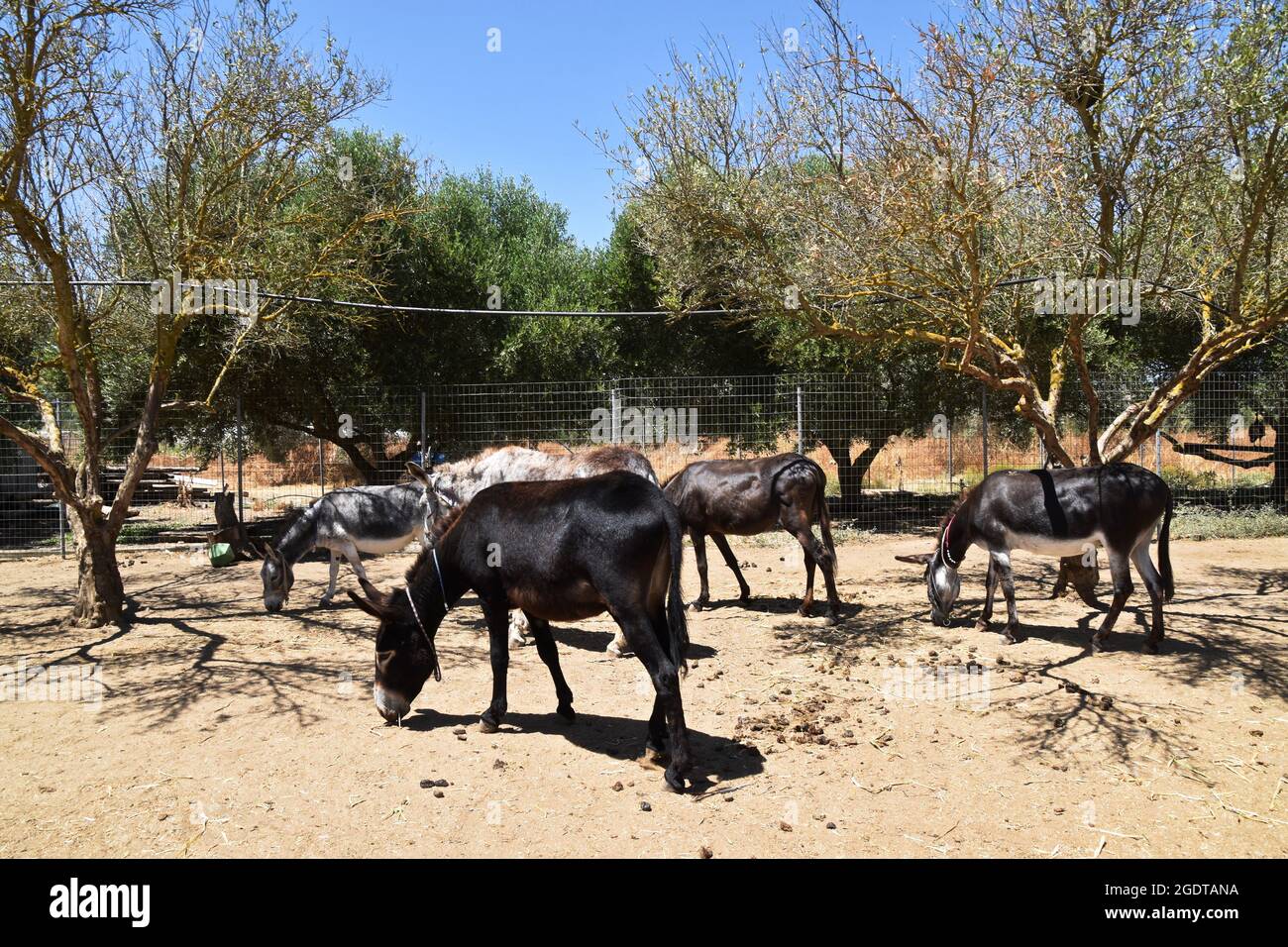 Esel im Donkey Sanctuary, Kreta, Griechenland Stockfoto
