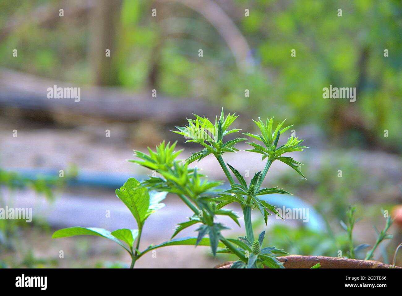 Eryngium foetidum L.Culantro als zweijähriges Pflanzenglaukom Tag mit Koriander Stockfoto