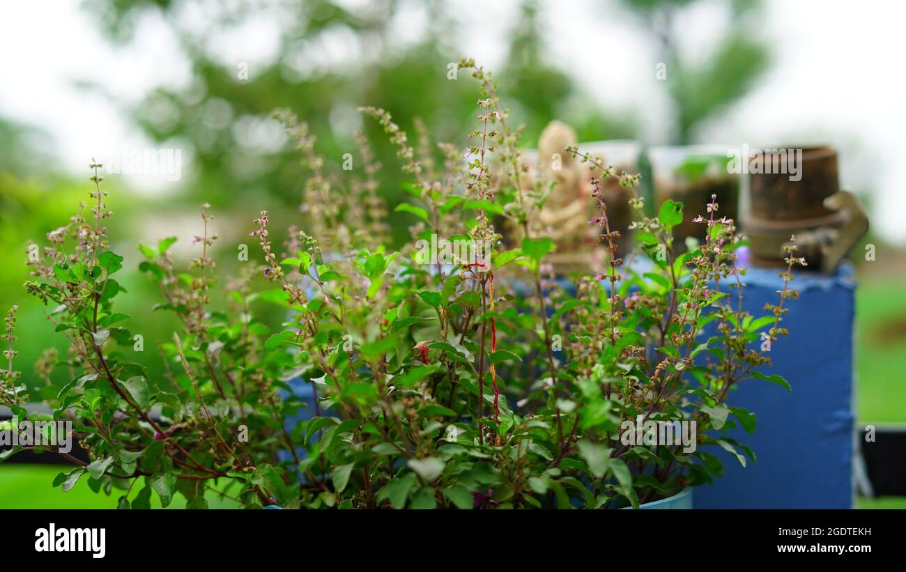 Tulsi-Pflanze und viele verzweigte Unterstrauch, 30 bis 60 cm hoch mit behaarten Stängeln Blätter sind grünes Gemüse, das im Garten auf Naturhintergrund blüht Stockfoto