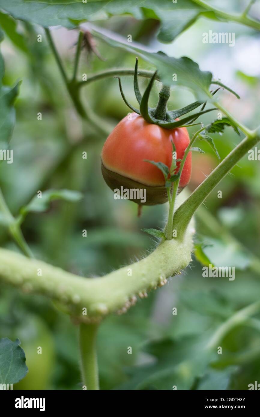 Symptome der Blütenendfäule auf Tomatenfrüchten. Kranke Tomaten. Nicht infektiöser Scheitelpunkt Rot. Stockfoto