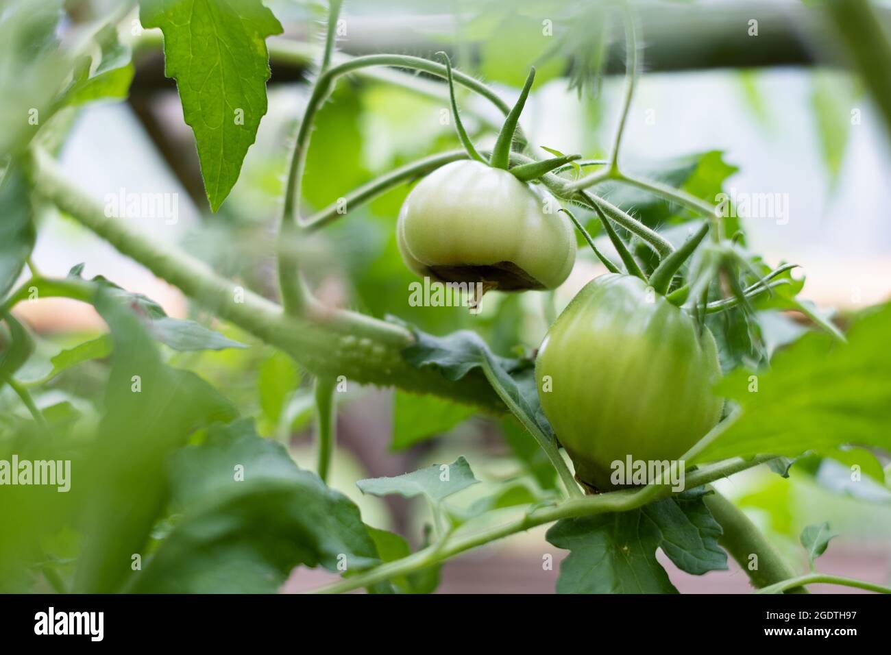Symptome der Blütenendfäule auf Tomatenfrüchten. Kranke Tomaten. Nicht infektiöser Scheitelpunkt Rot. Stockfoto