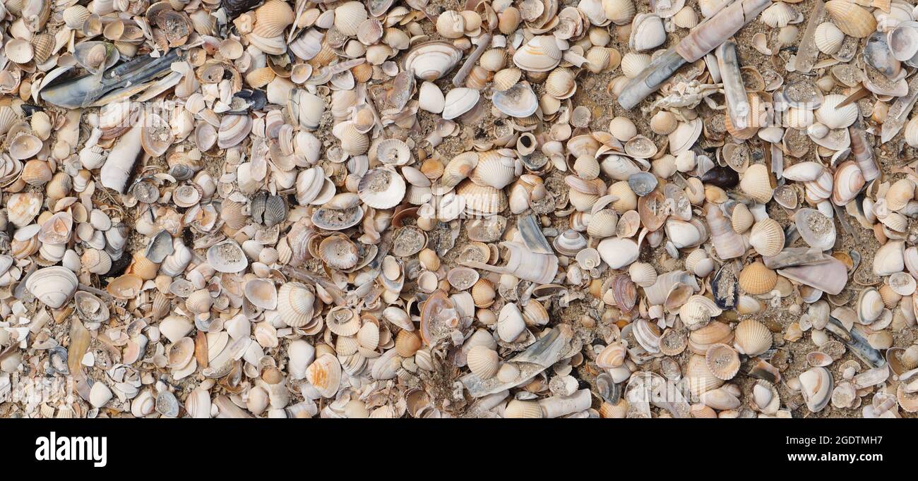 Verschiedene Muscheln am Nordseestrand in Dänemark Stockfoto