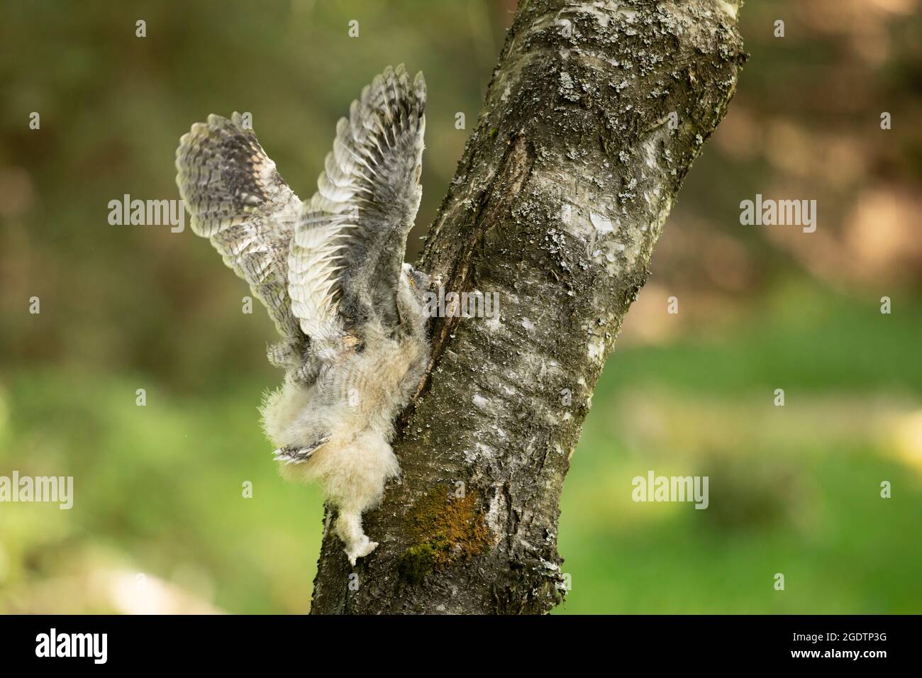 Brut von Langohreulen (ASIO otus), die auf einem Bisch-Baum klettern. Im Frühling auf dem Baum Jungling. Wilde Szene aus der Natur. Tschechische republik Stockfoto