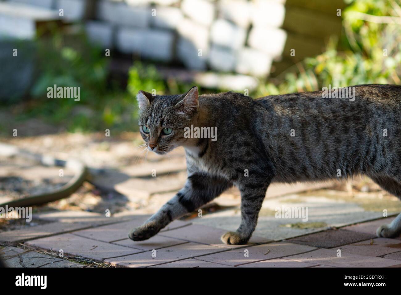 Grau gestreifte Katze mit grünen Augen im Freien an sonnigen Sommertagen Stockfoto