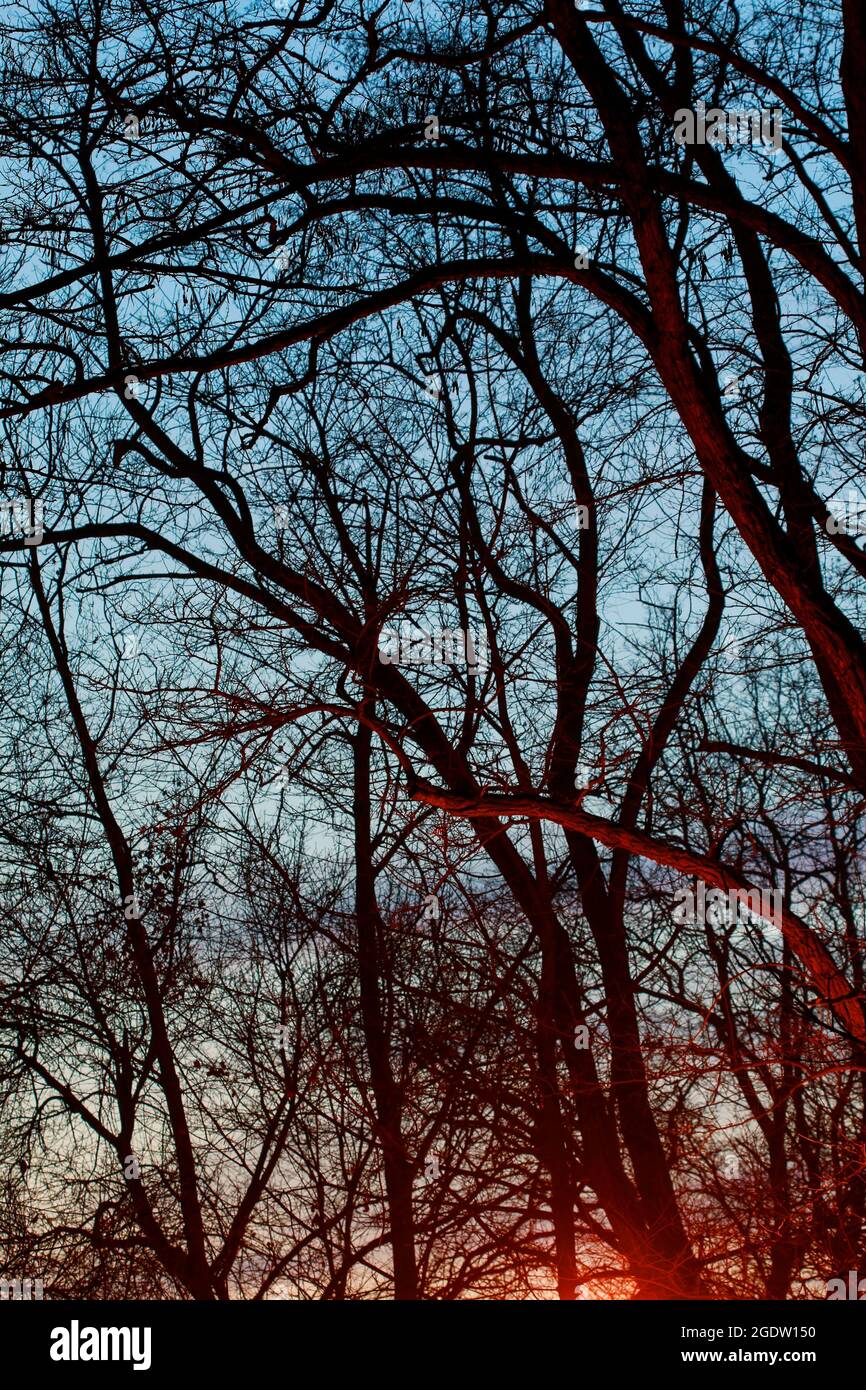 Sonnenuntergang durch verworrene Äste gesehen. Romantischer Abend Stockfoto