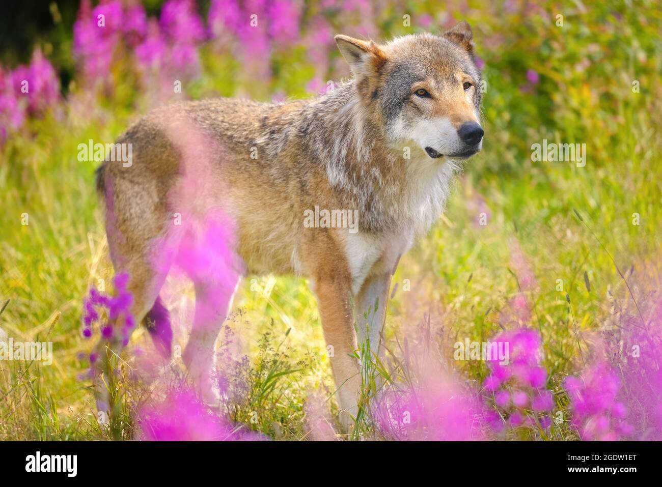 Großer männlicher grauer Wolf in schöner Graswiese im Wald Stockfoto