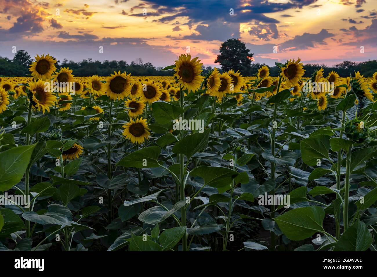 Sonnenblumen blühen im Feld während des Sonnenuntergangs mit einem Hintergrund von dramatischen Himmel. Stockfoto