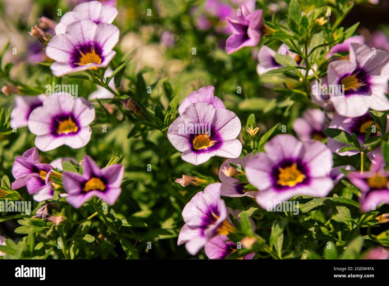 Nahaufnahme der violetten Calibrachoa-Blüten in einem hängenden Korb, auch bekannt als Million Bells oder hängende Mini-Petunie. Stockfoto