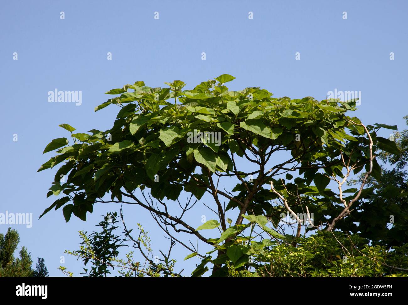 Ein einziger Spross eines toten Foxglove-Baumes, Paulownia, ist mit einer feinen Ernte von Laub in die Blüte geplatzt Stockfoto