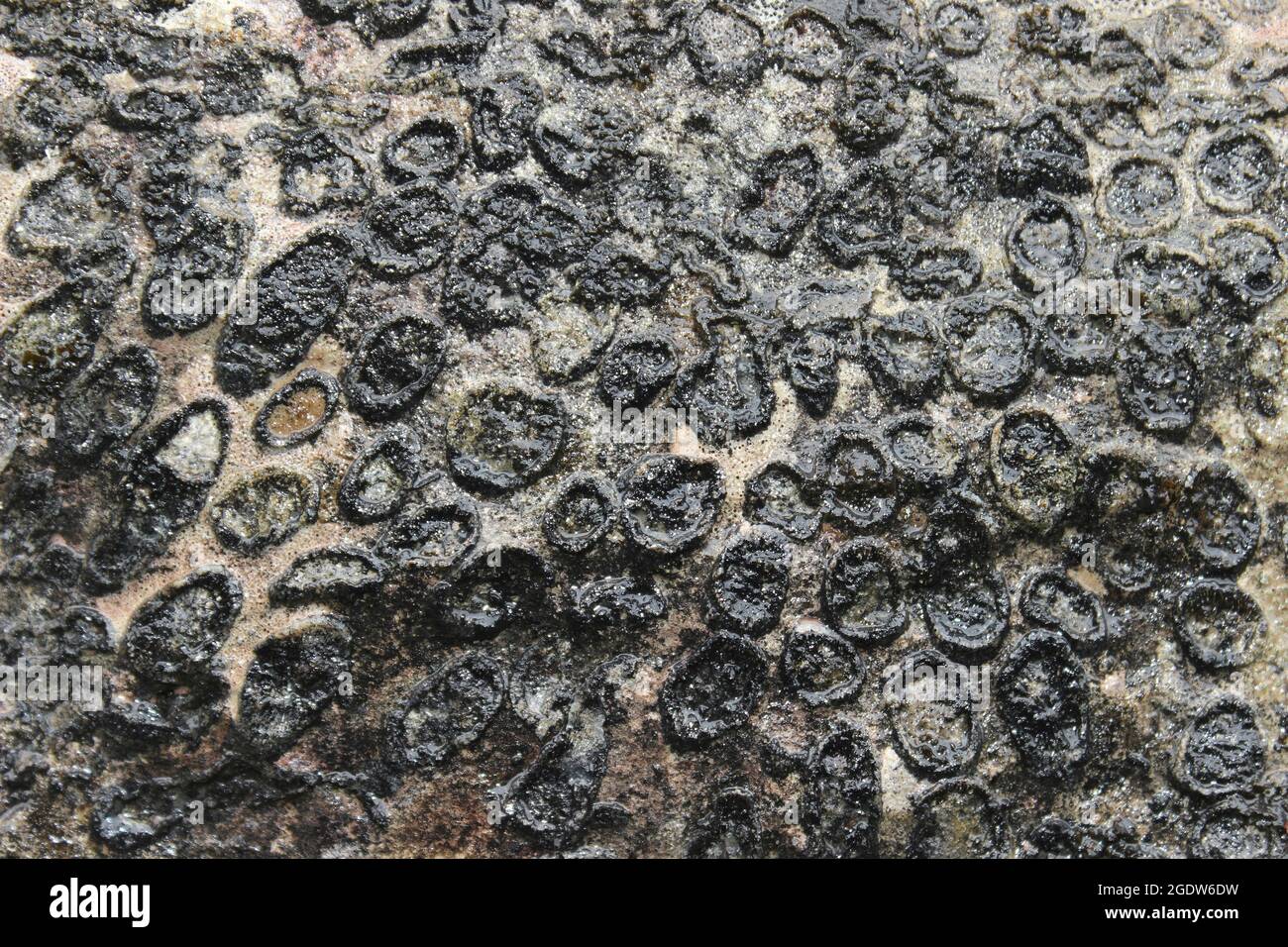 Versteinerten rugose koloniale Koralle Lithostrotion junceum Stockfoto