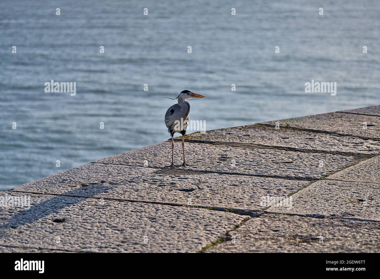 Wunderschöne Abendansicht von allein langbeinigem Graureiher (Ardea Cinerea), der im Hafen von Dun Laoghaire (West Pier), Dublin, Irland, spazieren und sich ausruhen kann Stockfoto