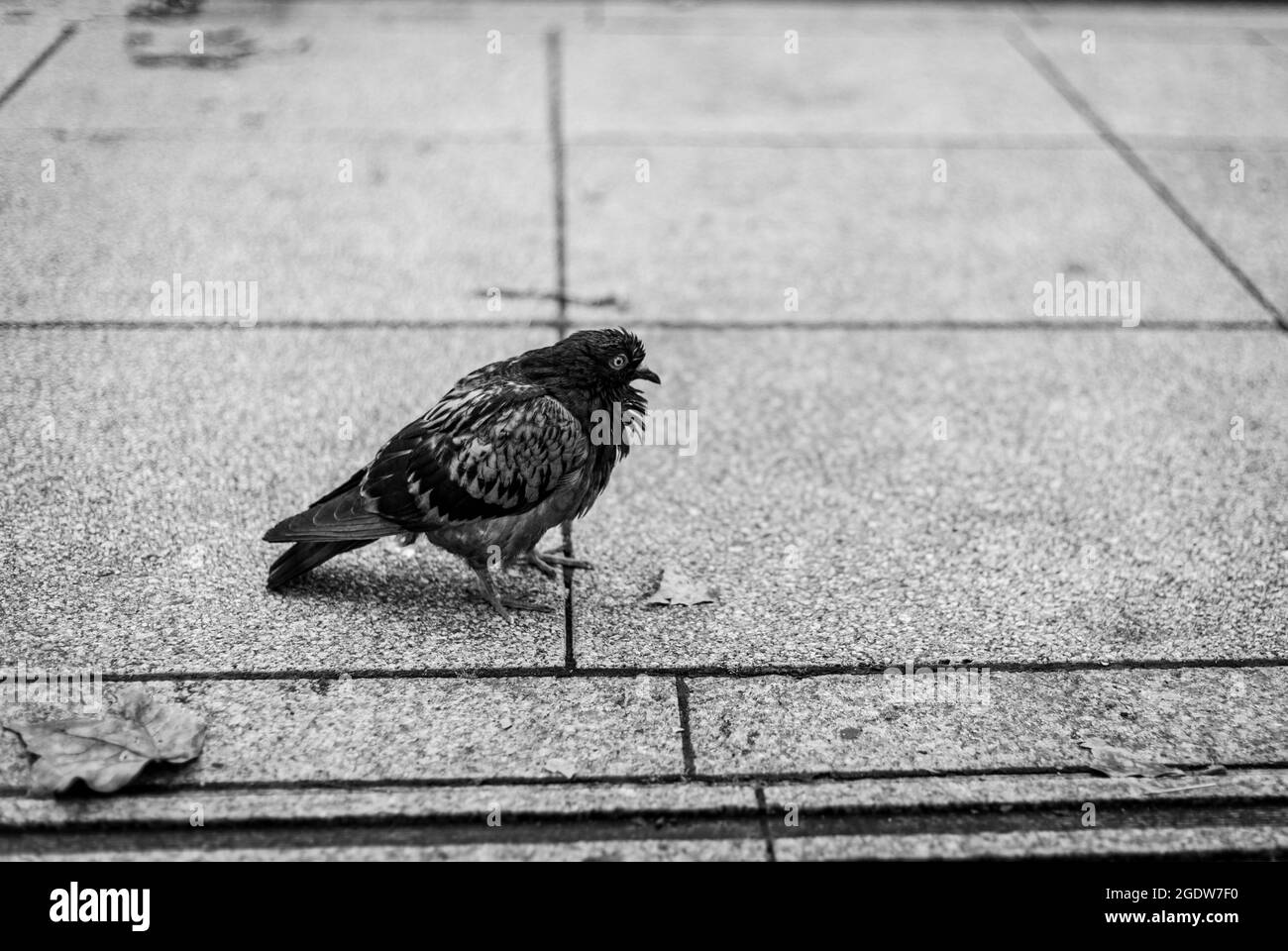 Nahaufnahme der Taube auf dem Bürgersteig Stockfoto