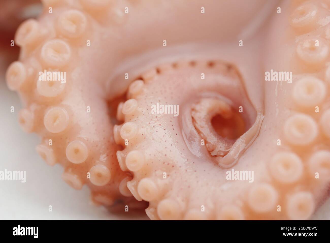 Nahaufnahme des Octopus Tentakel mit Saugern (Makro) Stockfoto