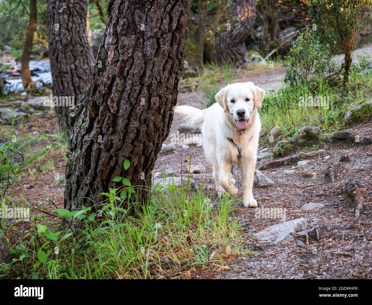 Neugieriger Hund, der in einem Wald spazierengeht. Doggy mit Harness Wandern in einem Wald an einem sonnigen Tag. Stockfoto