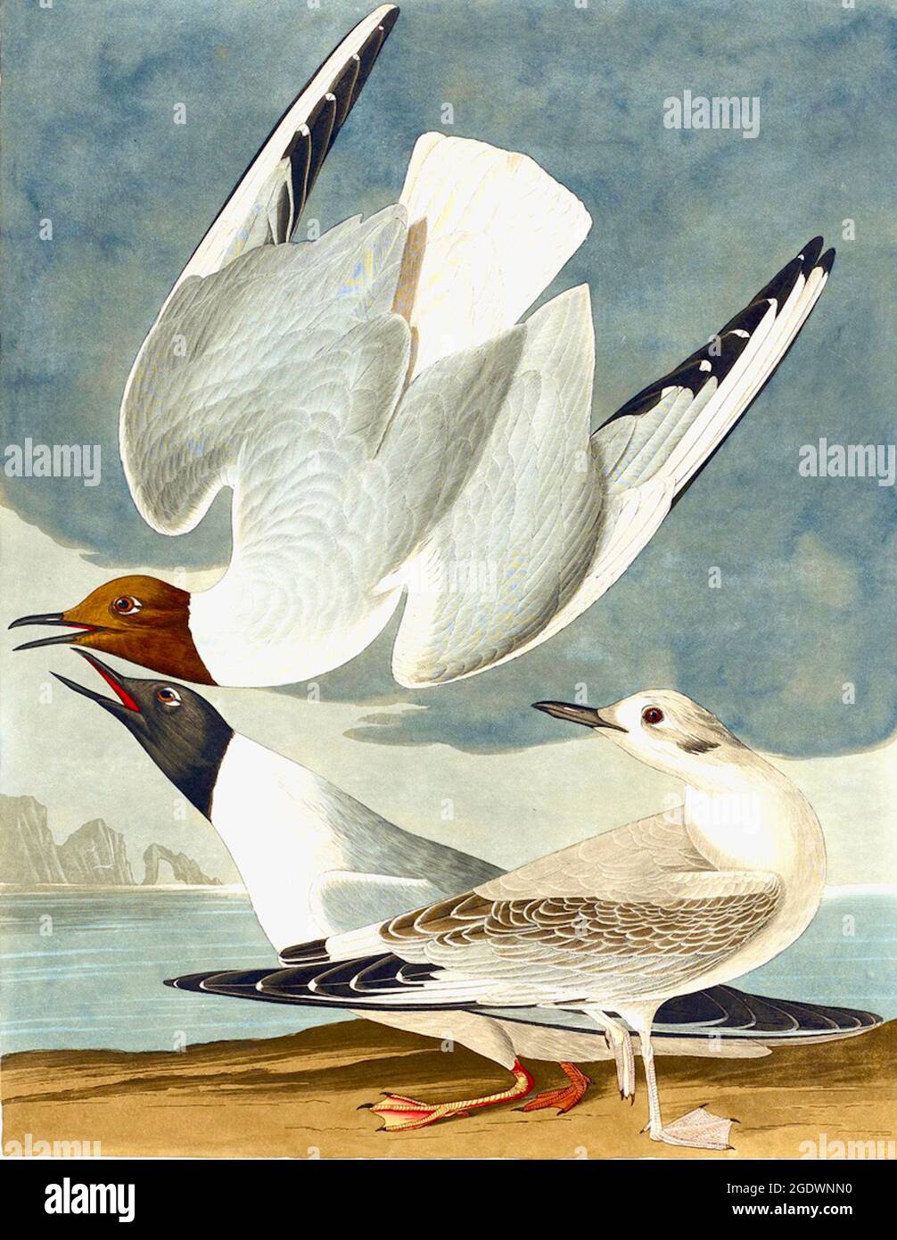 Bonapartian Gull, - John James Audubon, 1836, handkolorierter Stich und Aquatinta. Stockfoto