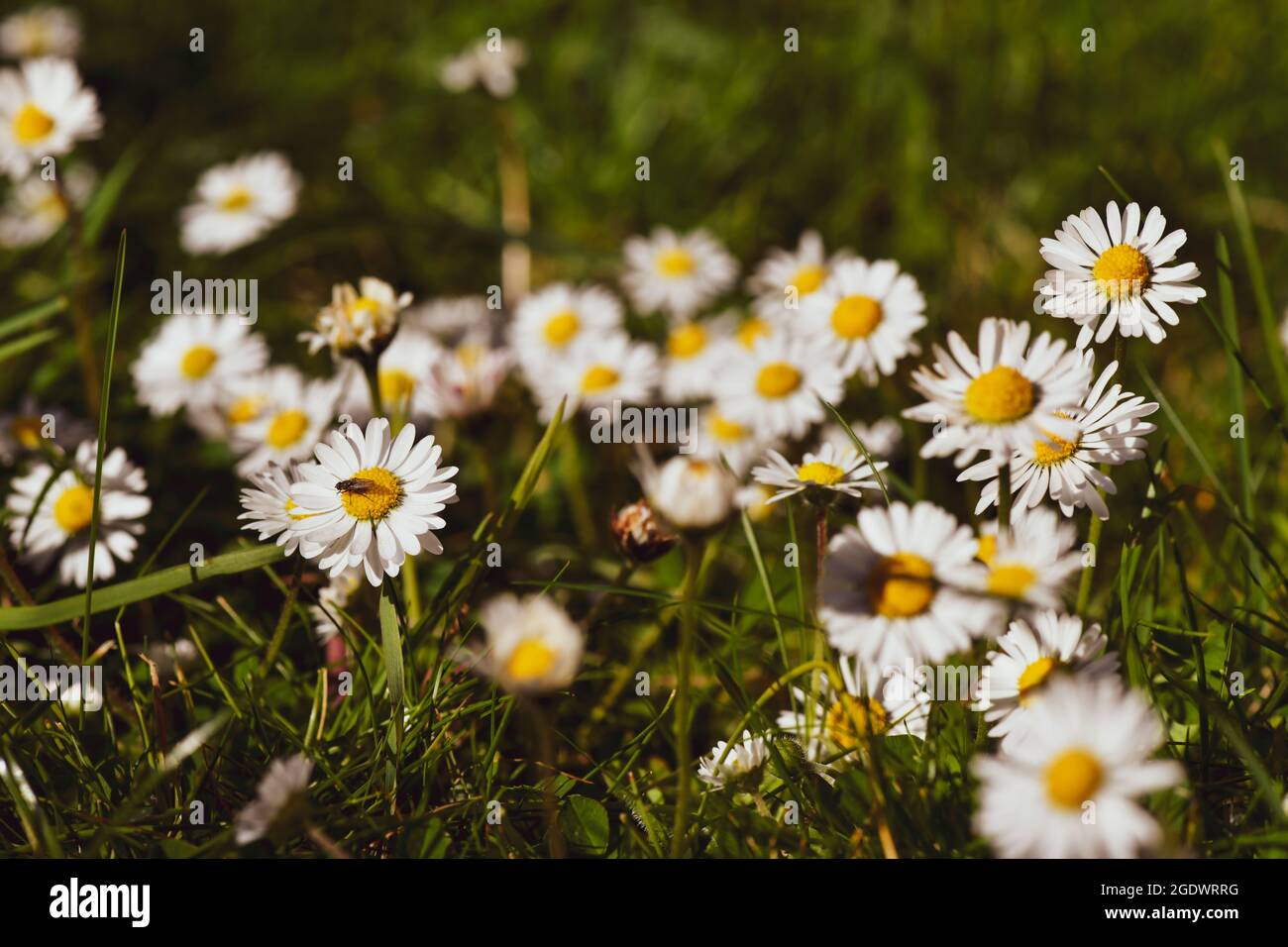 Schöne blühende Gänseblümchen auf einer sonnigen Wiese Stockfoto