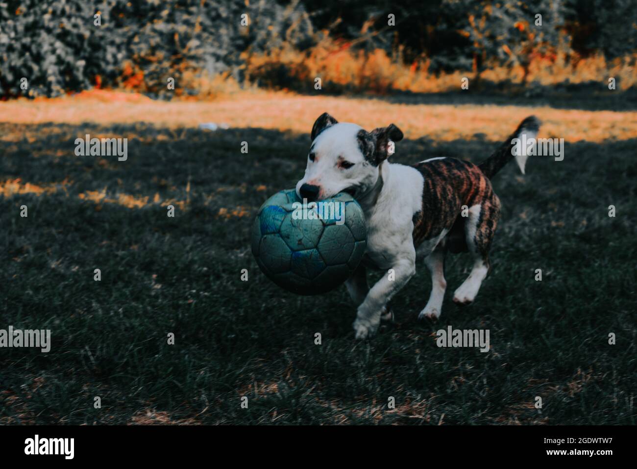 Ein entzückender weißer einheimischer Pitbull, der mit seinem Ball auf dem Grasfeld spielt Stockfoto