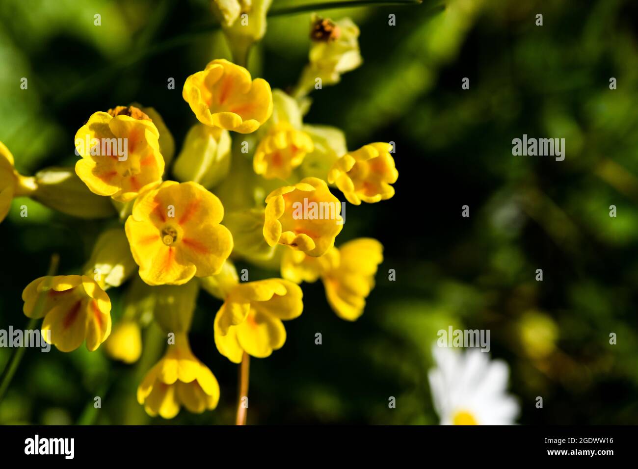 Primula (Primula Vera, Primula officinalis) Eine glockenförmige Blume mit einer gelben Krone aus Blütenblättern, hilft, Schlaflosigkeit, Migräne, heilt in der Medizin verwendet Stockfoto