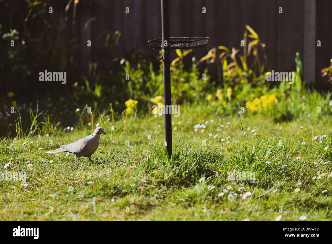 Streptopelia decaocto eine Taube, die im Garten auf der Suche nach Futter, Würmern, Vögeln, kleiner als die Haustaube ist Stockfoto