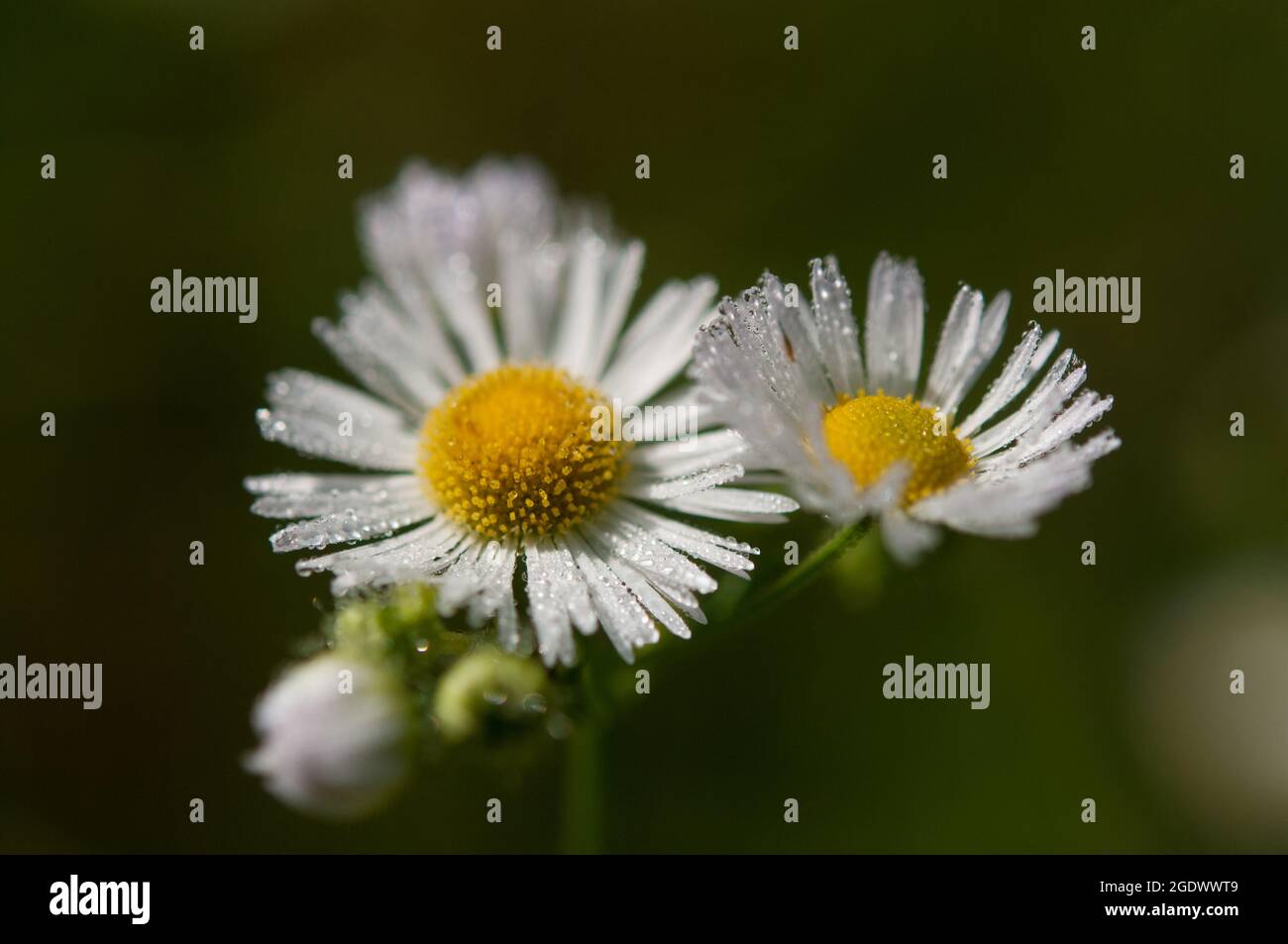 Daisy Fleabane mit Wassertröpfchen Stockfoto