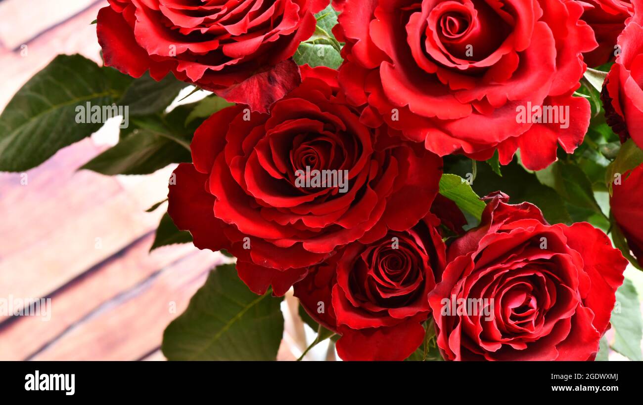Schöne geschnittene Rose aus dem Garten, kleiner Prinz, Dekoration des Zimmers, Geschenk einer Liebeserklärung Stockfoto