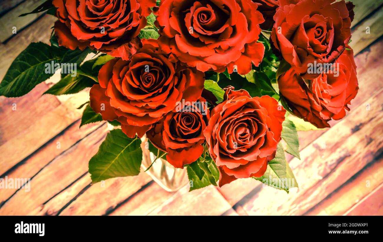 Schöne geschnittene Rose aus dem Garten, kleiner Prinz, Dekoration des Zimmers, Geschenk einer Liebeserklärung Stockfoto