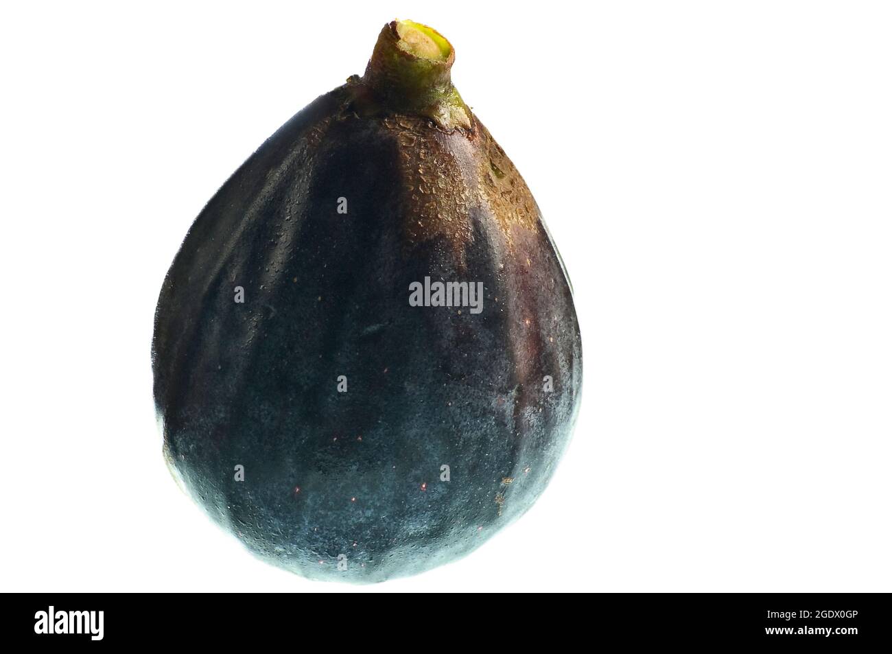 Horizontale Aufnahme einer organischen Feige auf weißem Hintergrund. Stockfoto